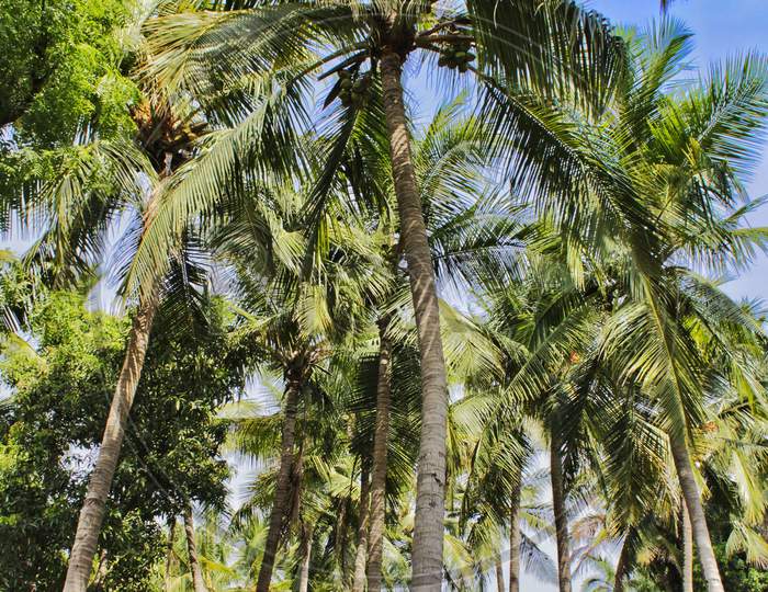 Coconut tree farms