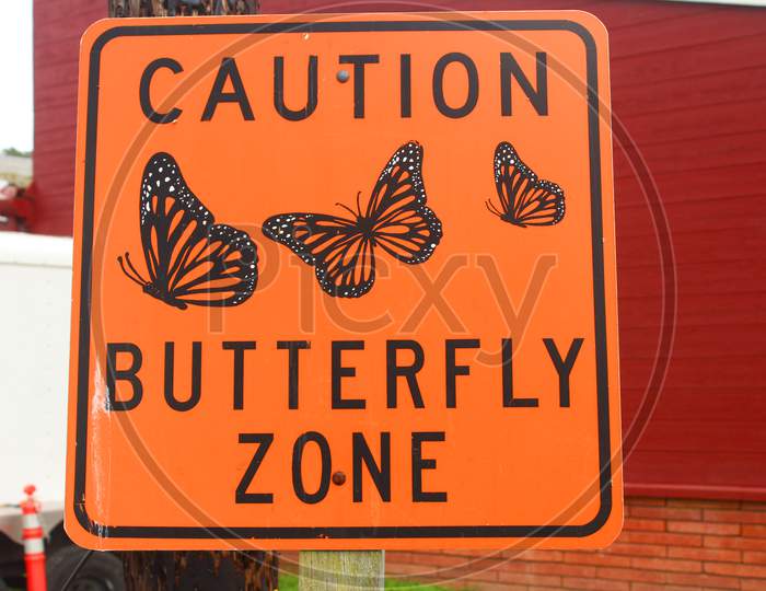Butterfly Zone (Ca 07939)