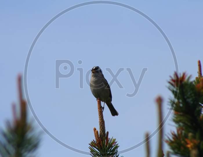 White-Crowned Sparrow (Or 00519)