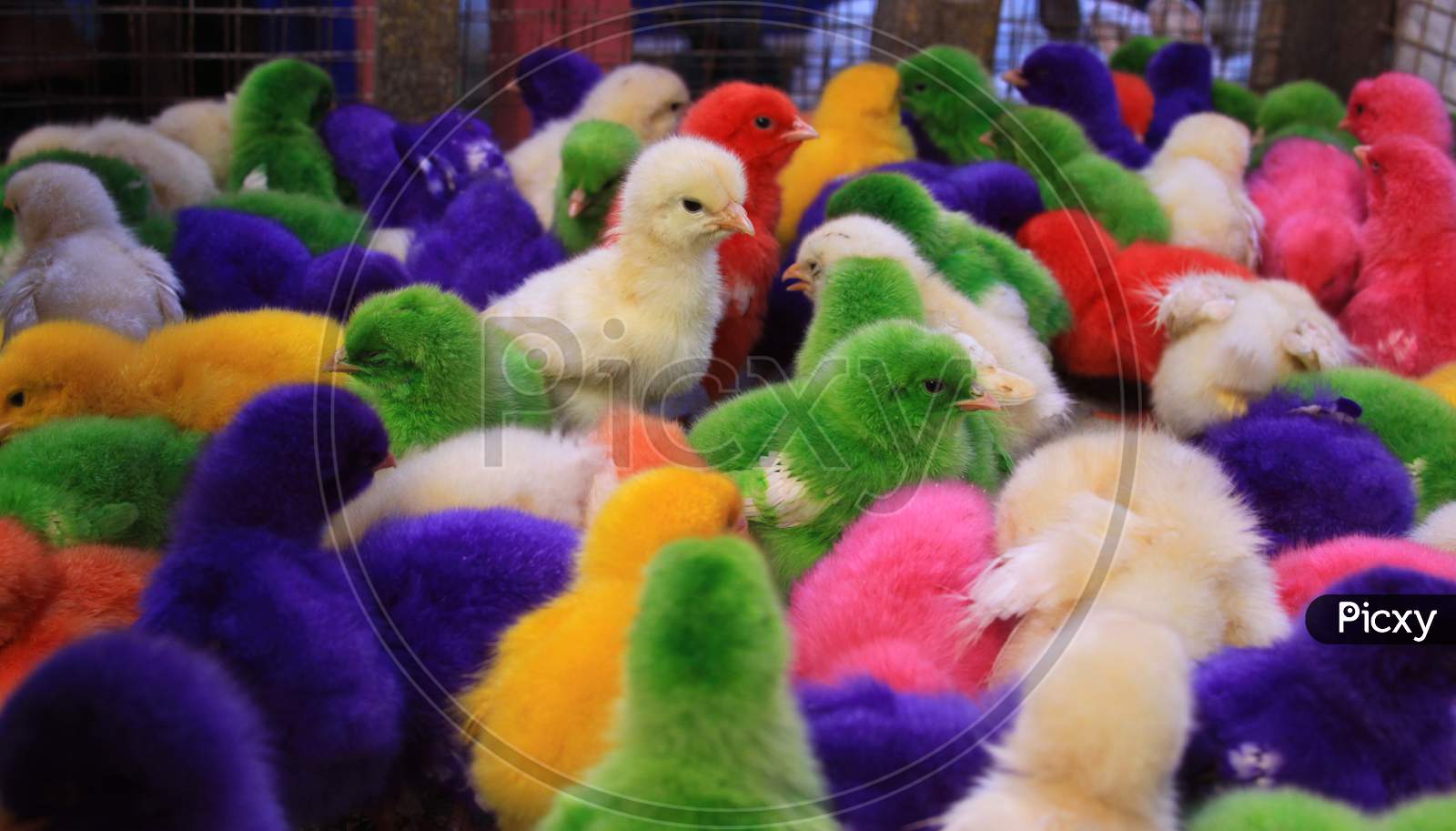 Colored Baby Chicken In Padang Market Pasar Raya