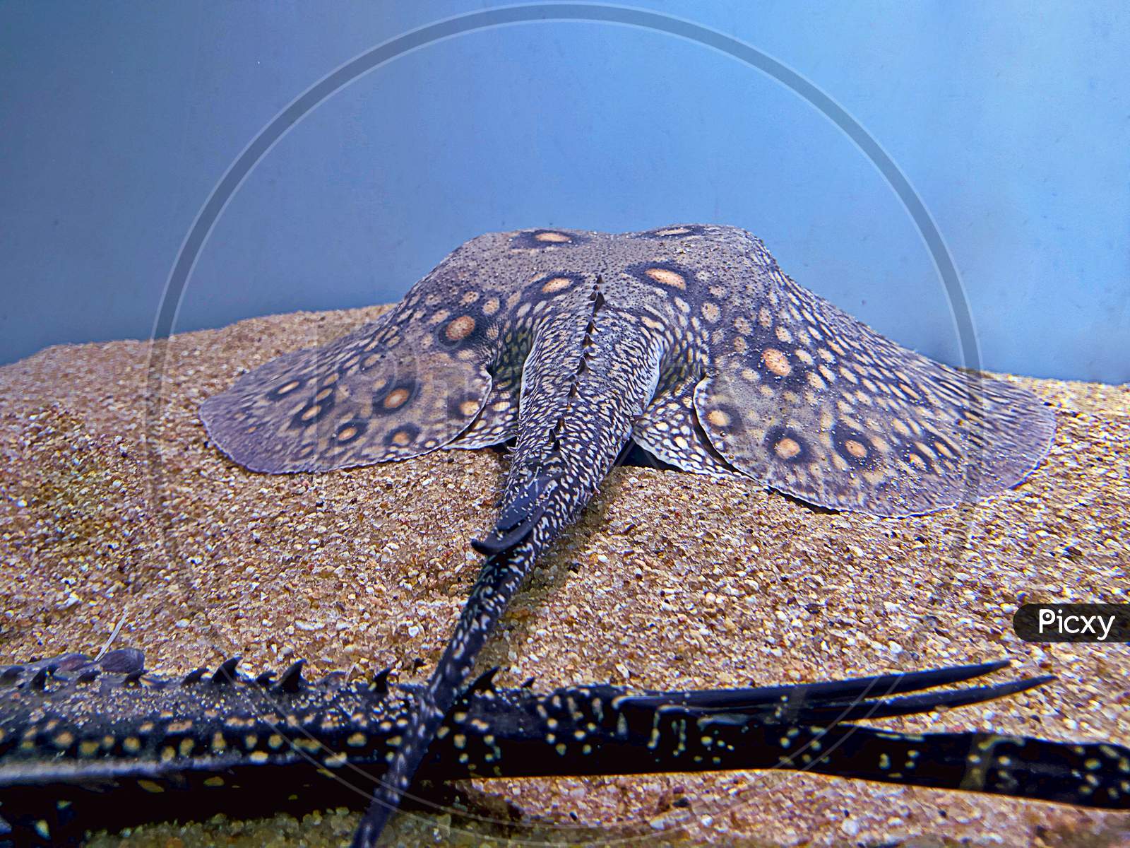 ocellate river stingray (Potamotrygon motoro) tail closeup view in aquarium tank. Stingray closeup view
