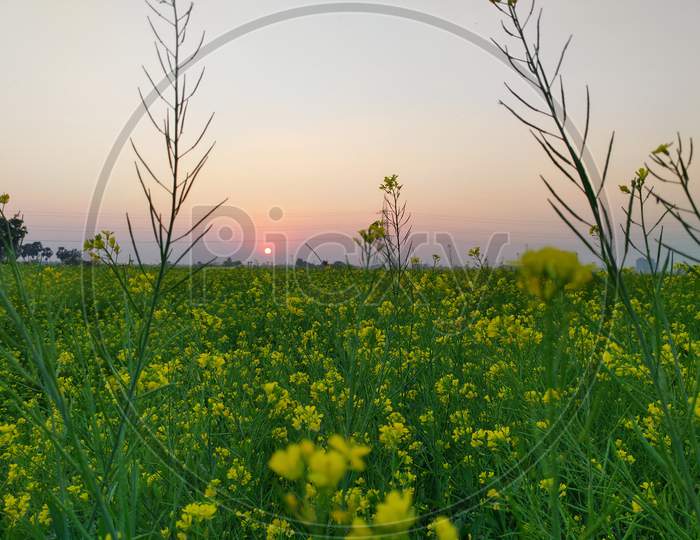Picture of a mustard field taken on sunset.