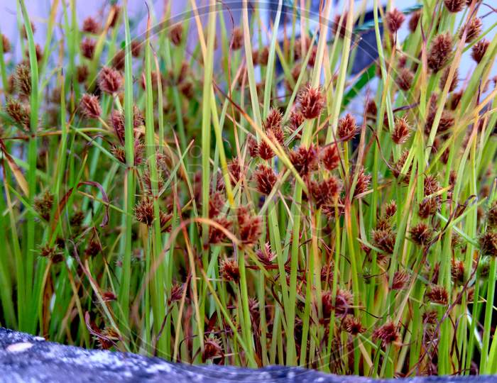 Carex limosa is a plant with red head and a long stem.