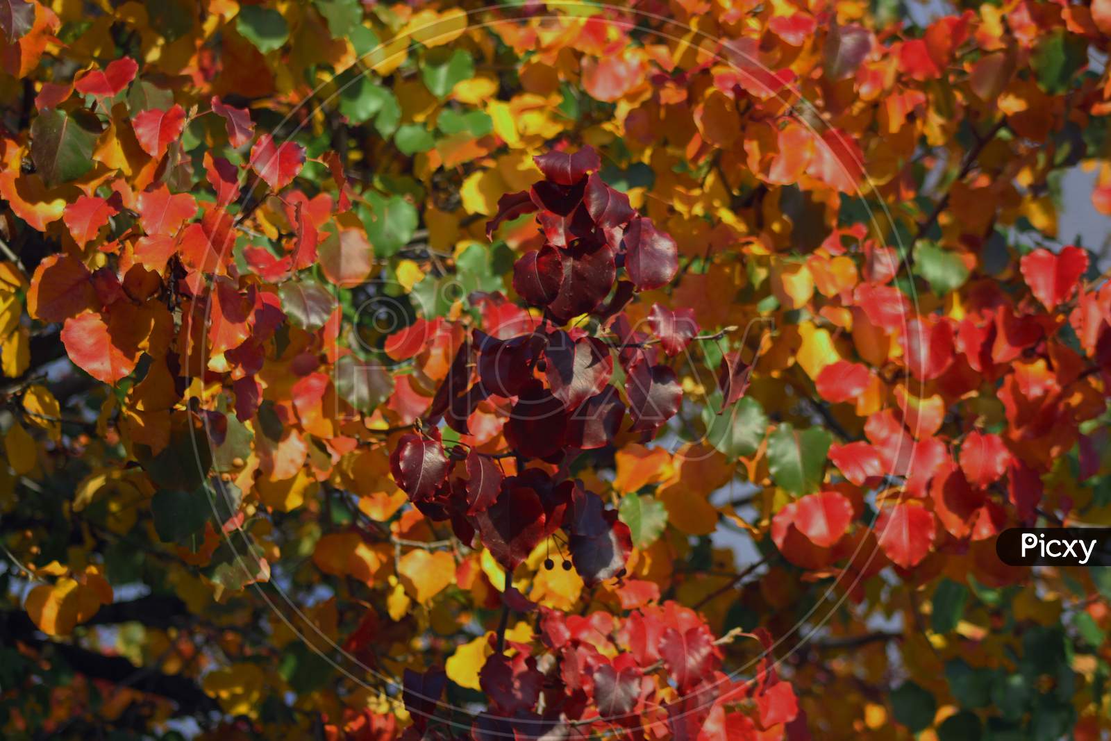 Autumn Leaves (Ca 07780)