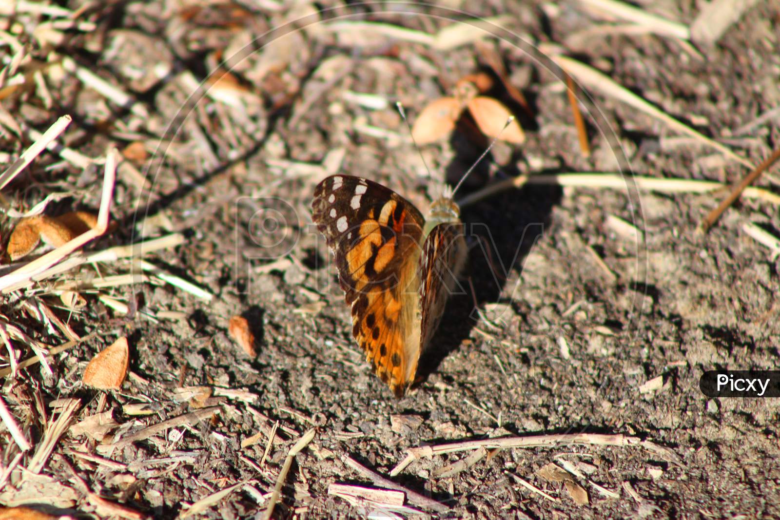 Monarch Butterfly (Ca 06457)