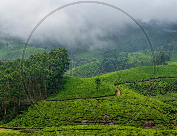 Foggy hills and tea gardens of Munnar, Kerala, India.