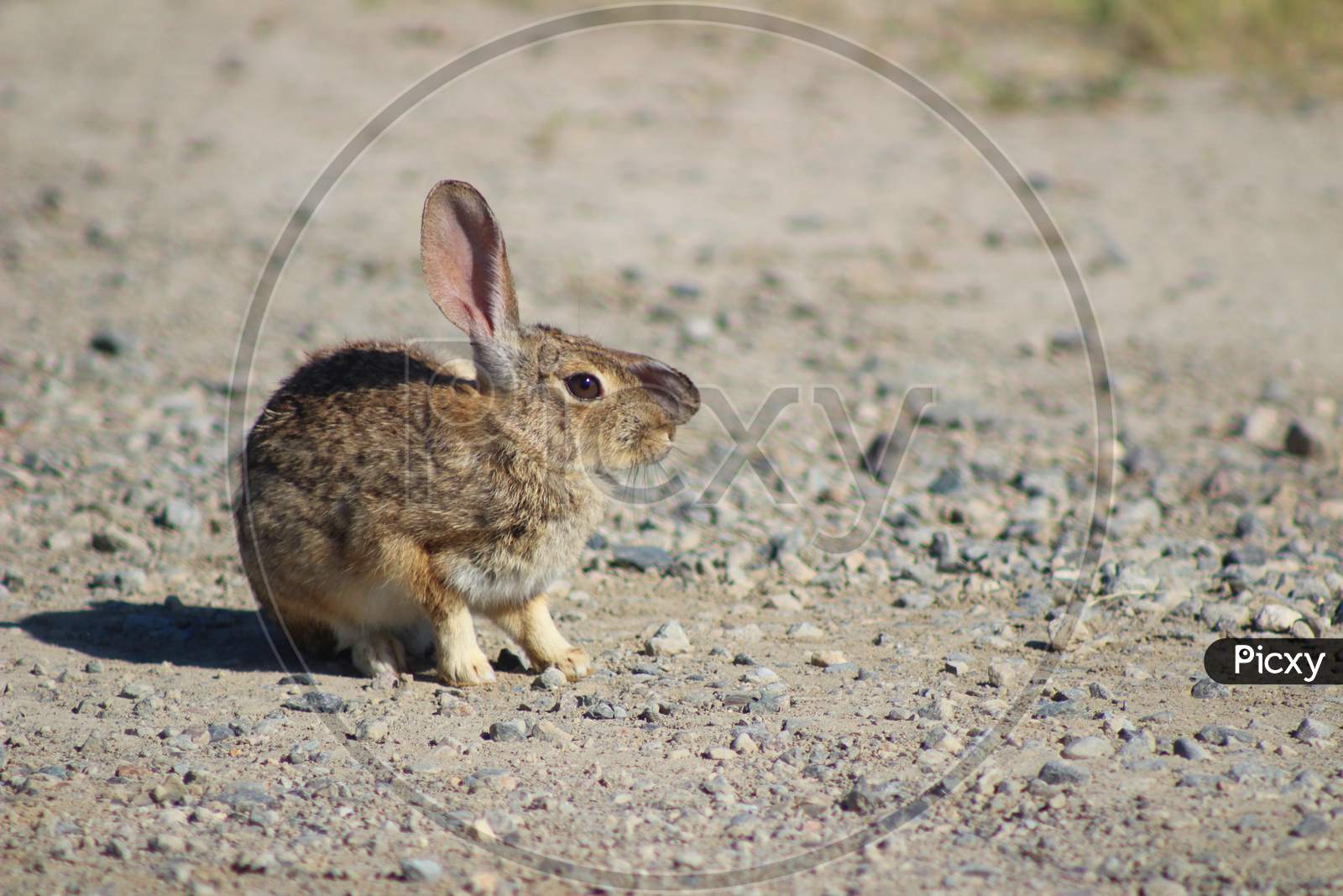 Desert Cottontail Rabbit (Ca 07116)