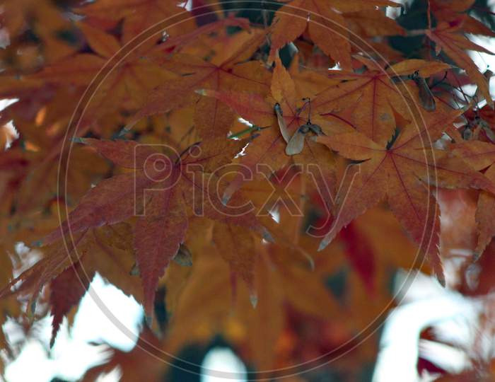 Autumn Leaves (Ca 07786)