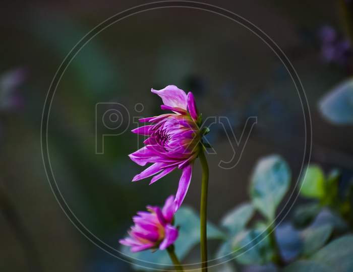Beautiful closeup photograph of a Pink flower.