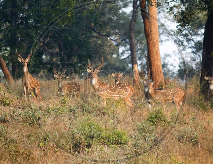 Deer, Betla National Park, Jharkhand.