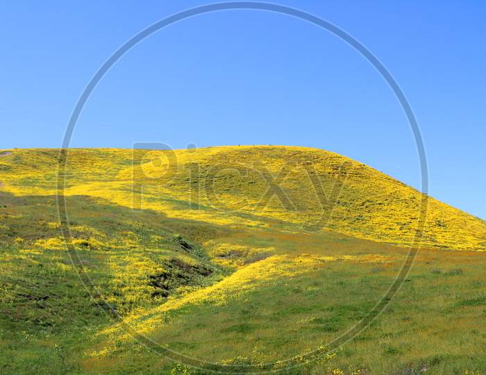 Spring In Carrizo Plain National Monument (Ca 07697)