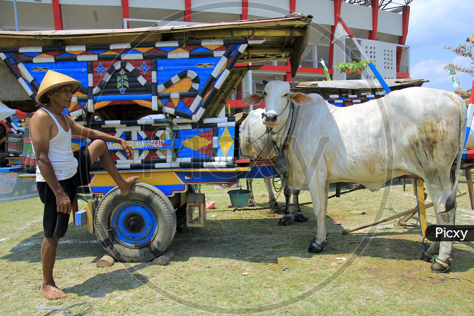 Portrait of a cow wagon driver posing with his traditional transportation
