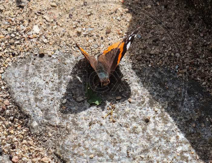 Red Admiral butterfly. Vanessa atalanta sitting on a cobblestone and taking a sunbath