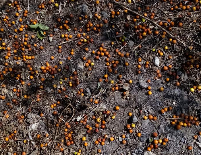 Indian jujube tree or Zizyphus mauritiana fall on ground