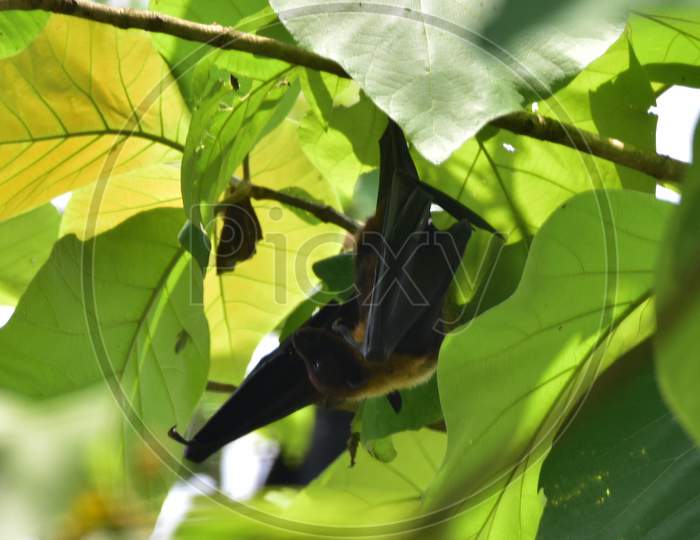 Bats Take Rest On Trees In Nagaon District Of Assam On June 07,2020