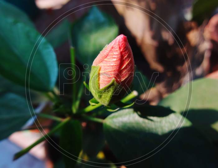 Chinese hibiscus flowering plant photography close up image