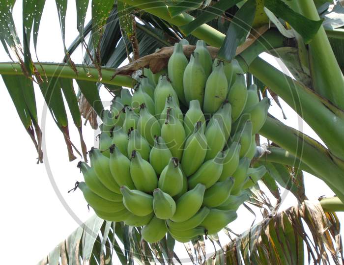 Different species of Banana called Shobri