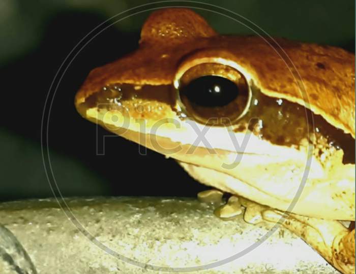 Common Indian Tree Frog. An interesting amphibian that has day roosts that it may use regularly. Its call is a sudden short and rapid series of ratting rattans. They wipe themselves with skin secretion