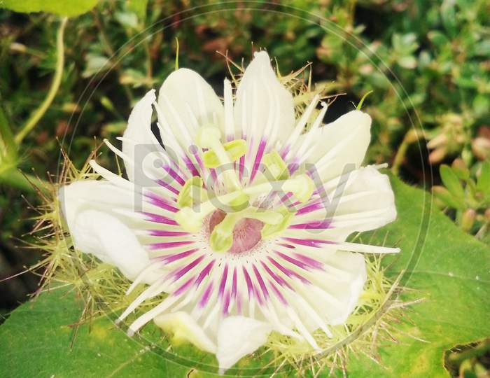 Nature beauty :Clock  shaped white color show flower