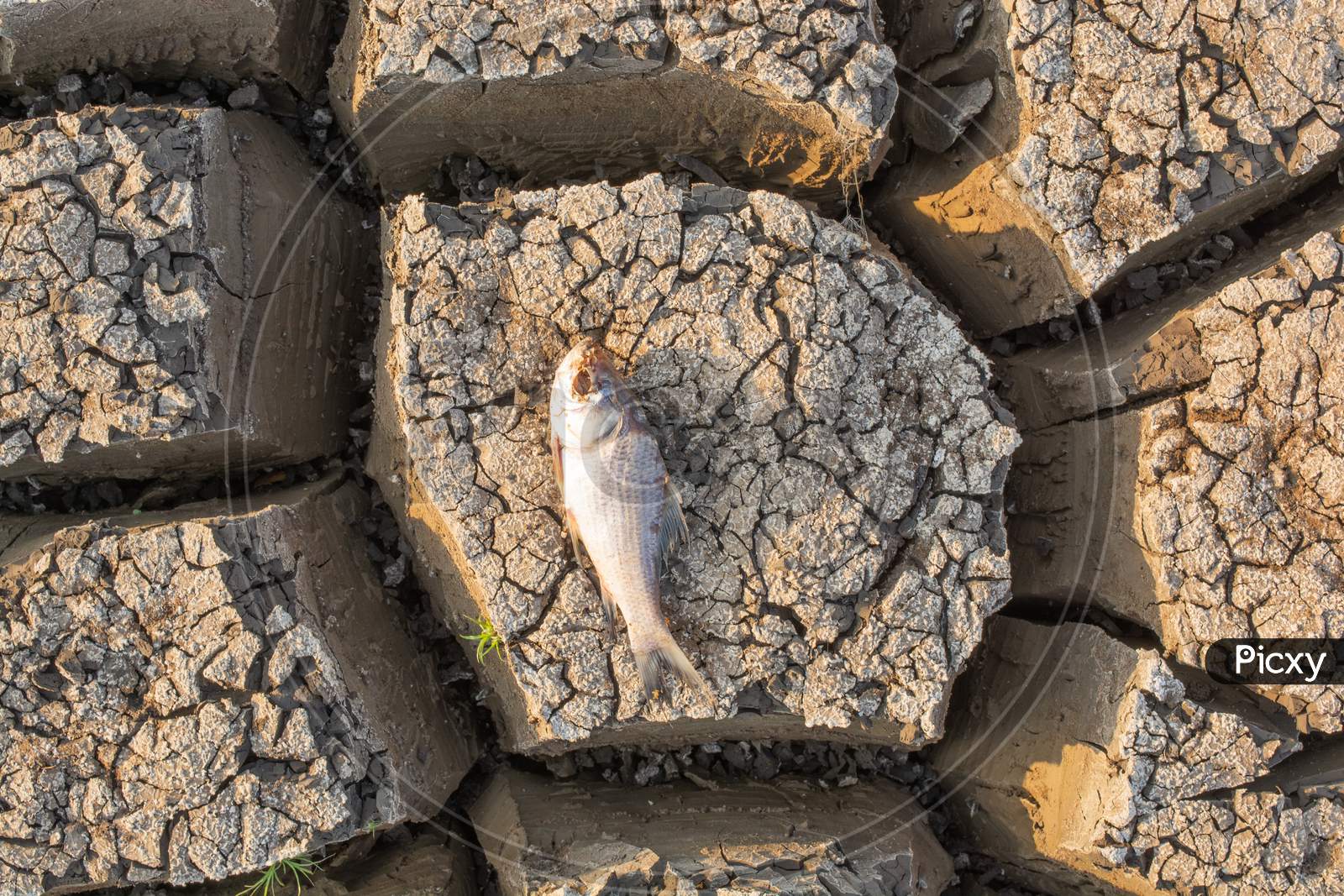 Died Fish In A Dried Up Empty Reservoir Or Dam Due To A Summer Heatwave, Low Rainfall, Pollution And Drought In North Karnataka,India