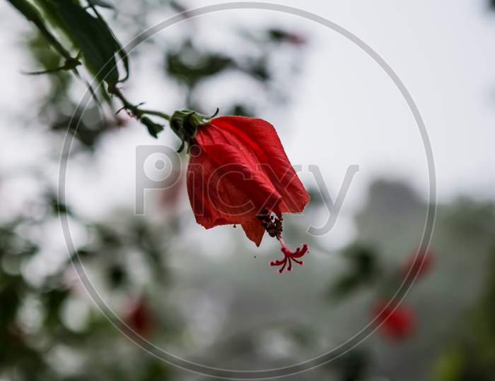 close-up image of a white and red hibiscus flower. Red hibiscus flower on a green background.
