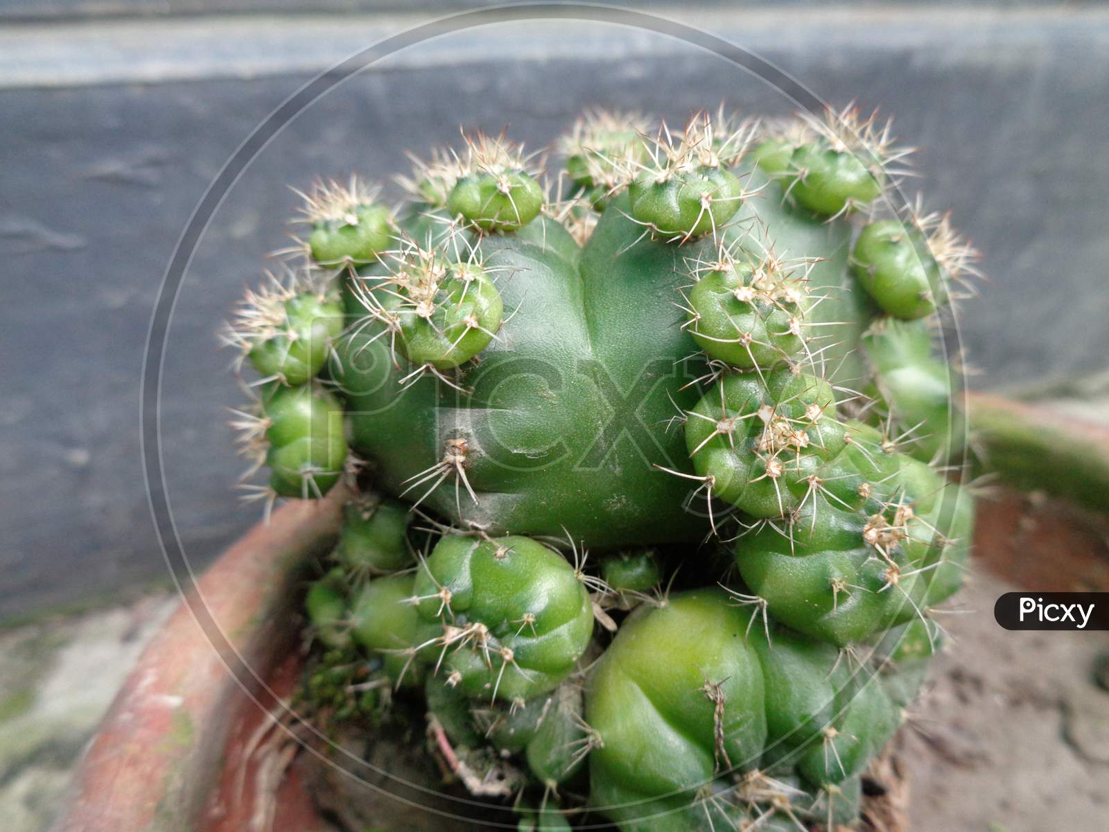 Cactus little plant