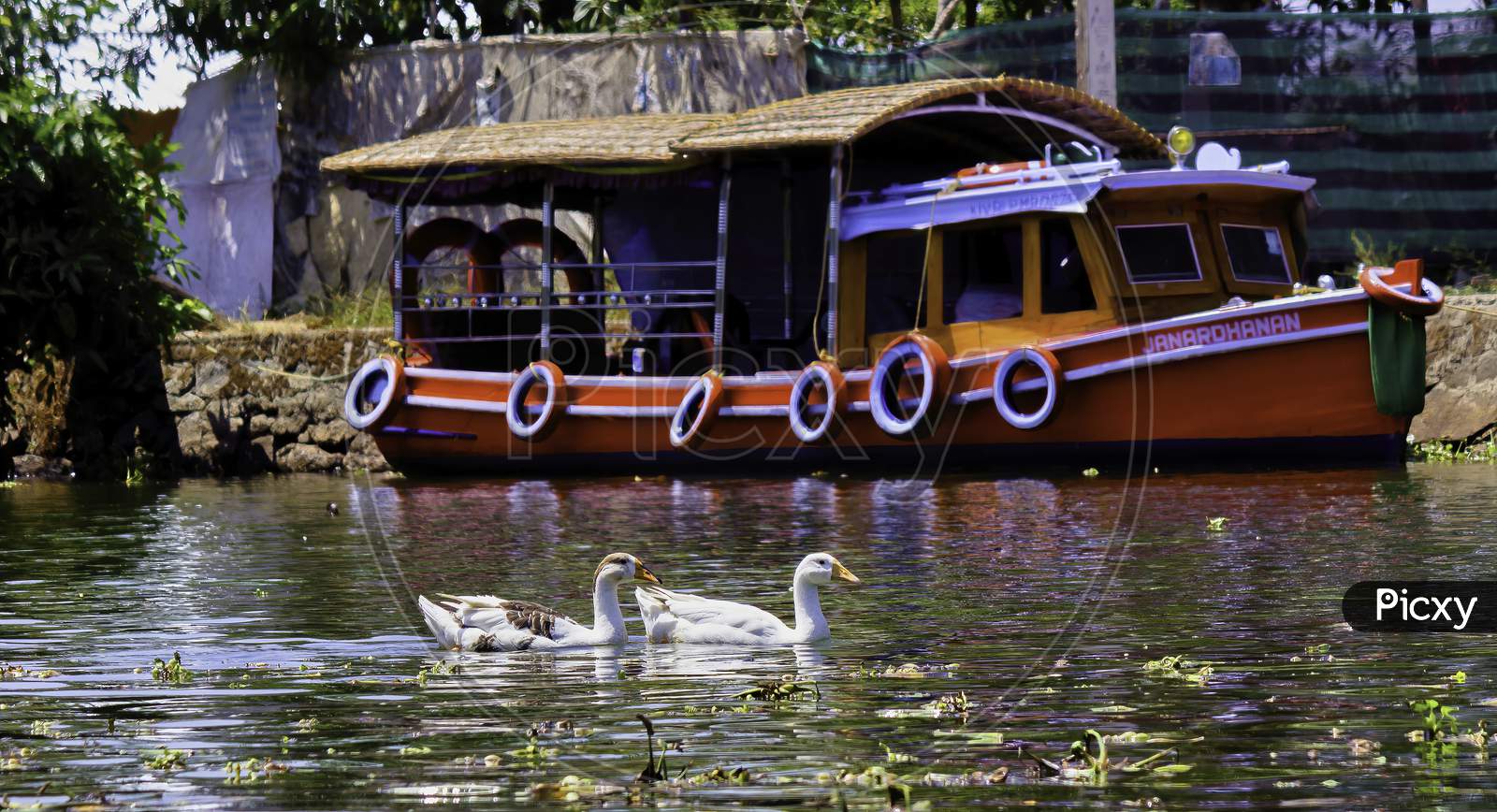 Whooper Swan, A Species Of Geese Floating Gently In The Backwaters Of Kerala