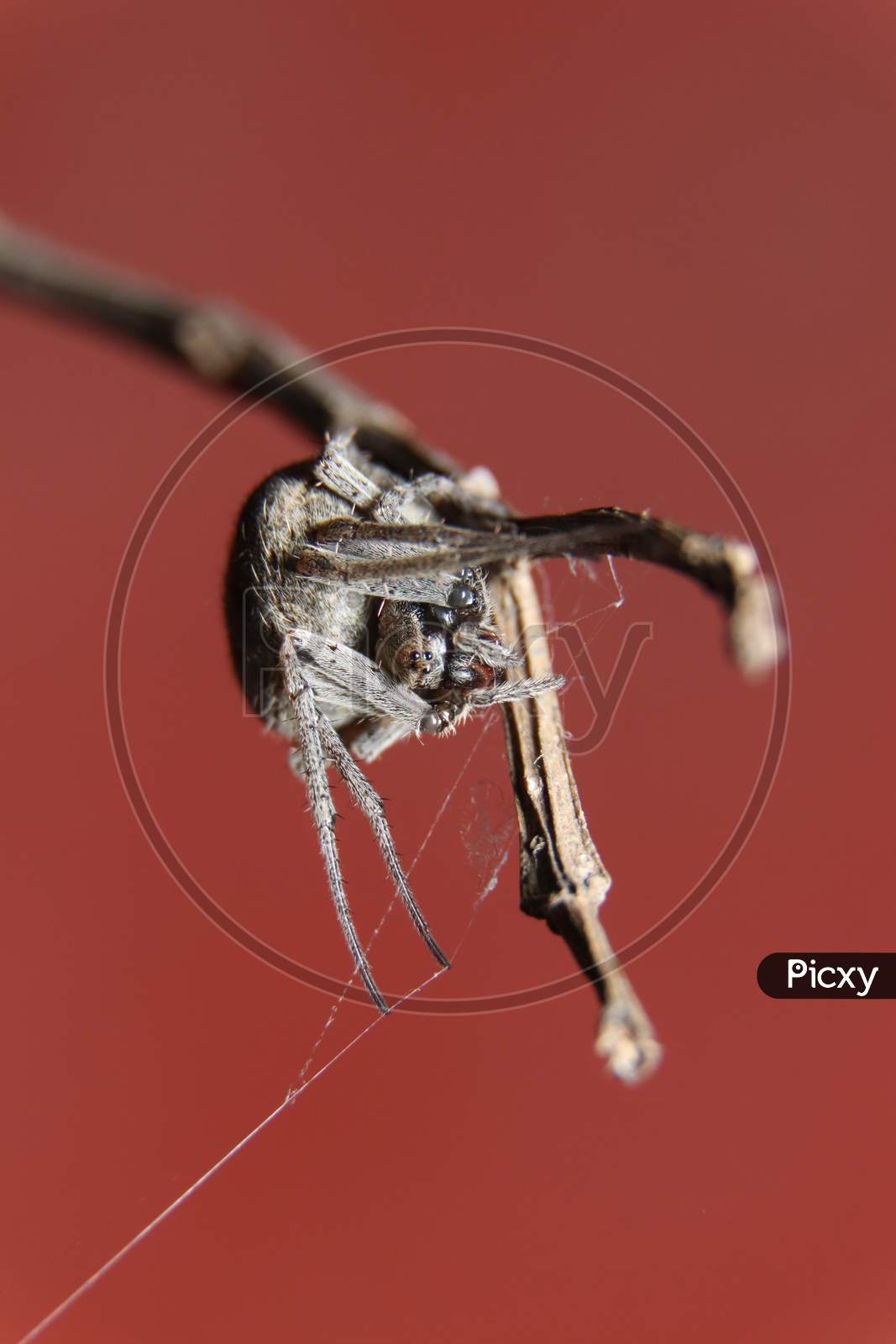 spotted ord Weaver spider closeup