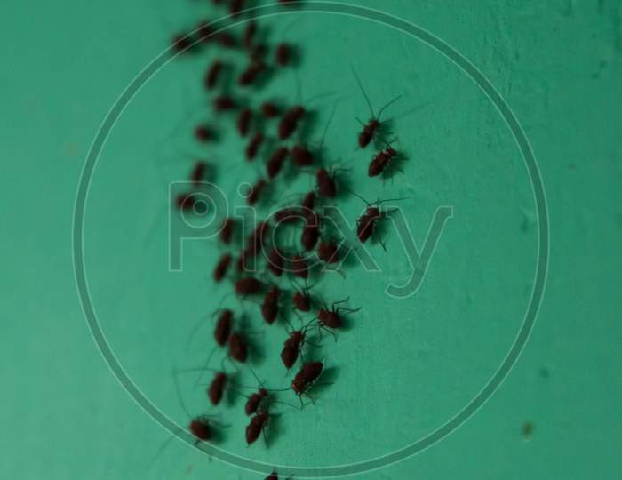 Ants are eusocial insects of the family Formicidae and, along with the related wasps and bees,
