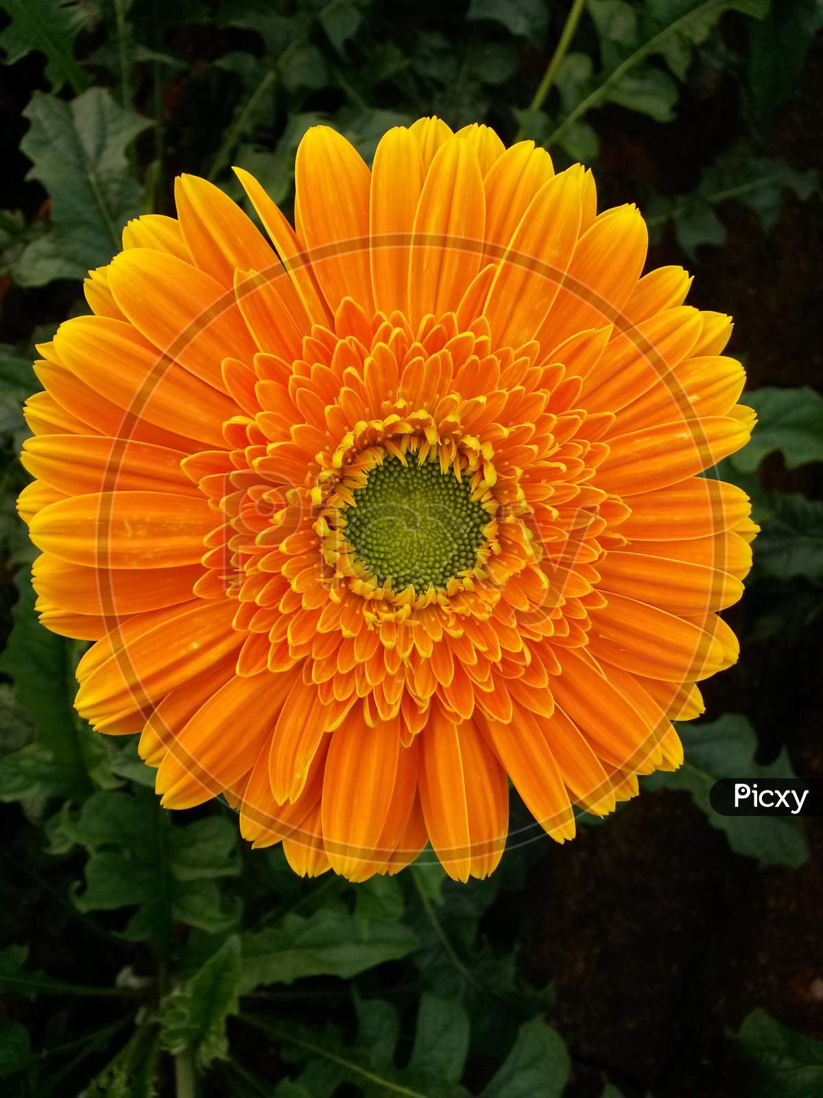 Orange Gerbera Flower With Green Center Core