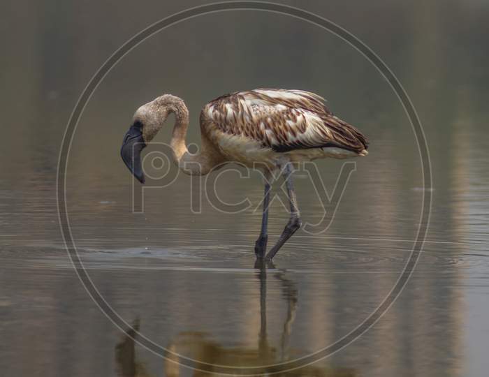 Single Grey Lesser Flamingo In Lake With Shadow In Water. The Lesser Flamingo Is A Species Of Flamingo Occurring In Sub-Saharan Africa, With Another Population In India.