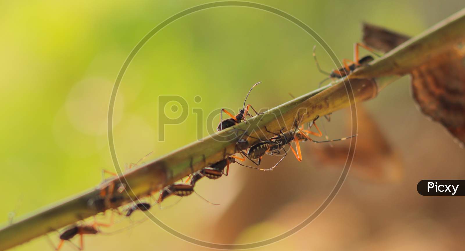Close up shot of Ants on a stem