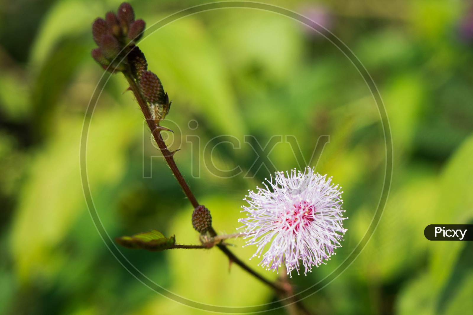 Close up of Mimosa pudica also known as shame plant or shameplant, sensitive, sleepy, action, touch-me-not, zombie plant.
