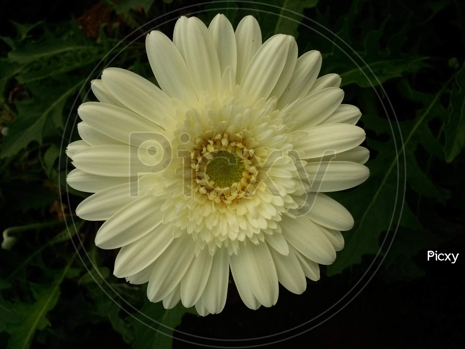 White Gerbera Flower With Green Center Core