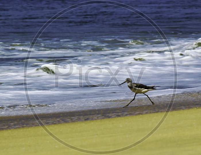 Common Greenshank, A Species Of Sandpipers Bird Walk On A Sandy Beach