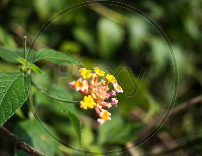 Lantana camara, West Indian Lantana Flower blooming in the garden. Umbelanterna, wild sage, red sage, white sage, tick berry