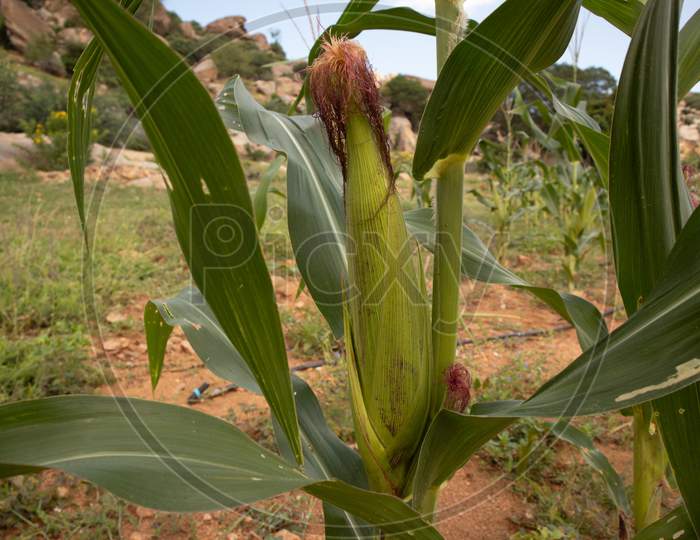 Close up shot of a Maize plant