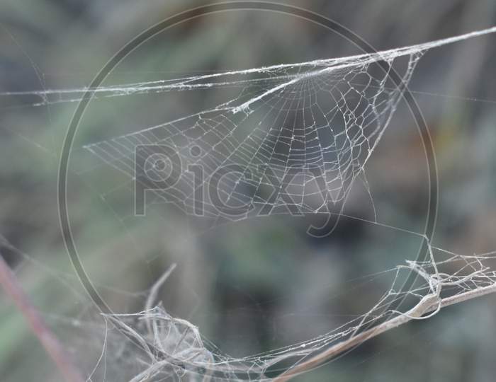 The beautifully formed spider net in Tuscany Italy