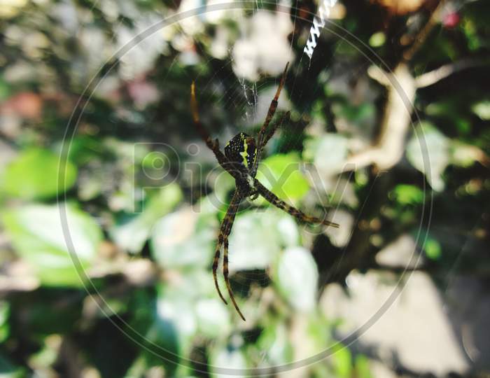 Wild spider in the spider web beautiful closeup macro photography