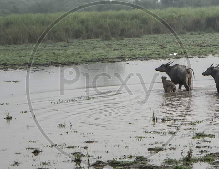 Large male Indian Elephant and Wild Water Buffalo at Kaziranga National Park, Asam, India