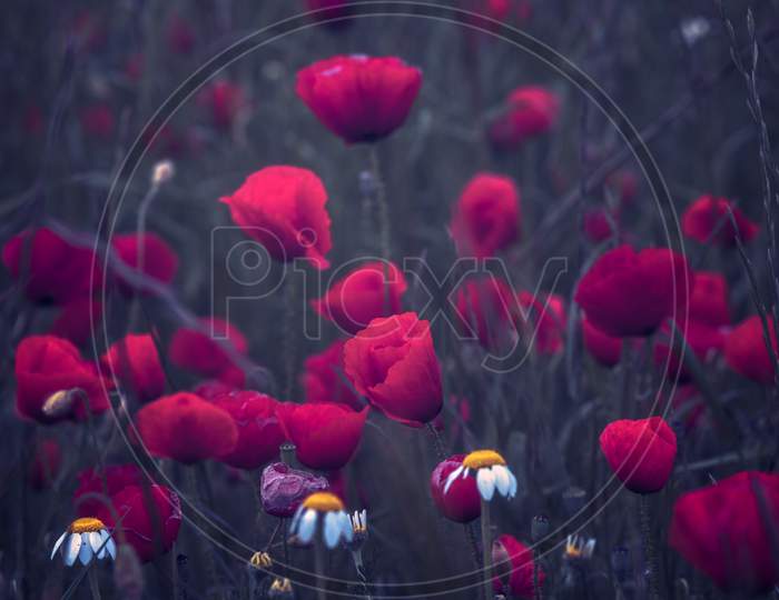 Natural Poppies In The Field At Sunrise With Yellow Flowers Among The Herbs