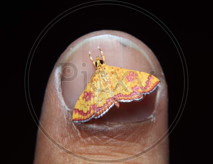 little colorfull Isocentris file is moth on finger nail