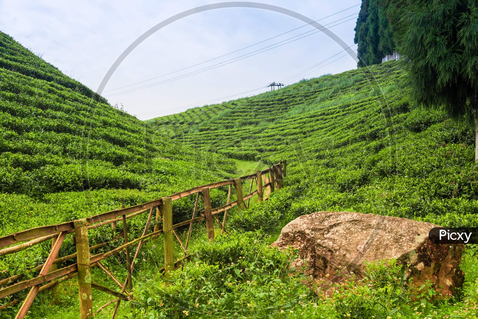 Darjeeling tea is one of the most famous flavor tea in the world. Picture of that tea garden. It's like seeing the beauty of a tea garden in the Himalayas.