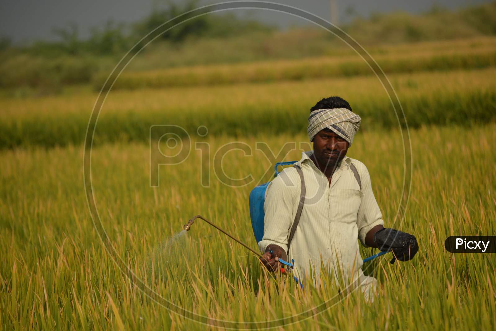 Farmer Spraying Pesticide In Paddy Field.