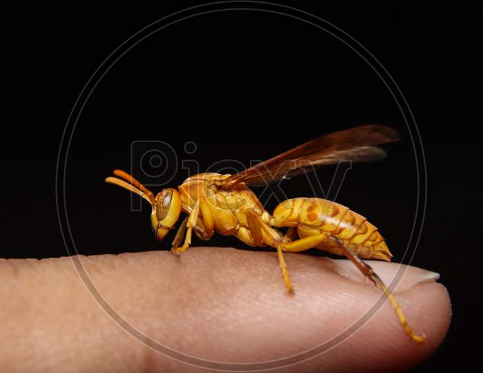 Yellow indian wasp on finger