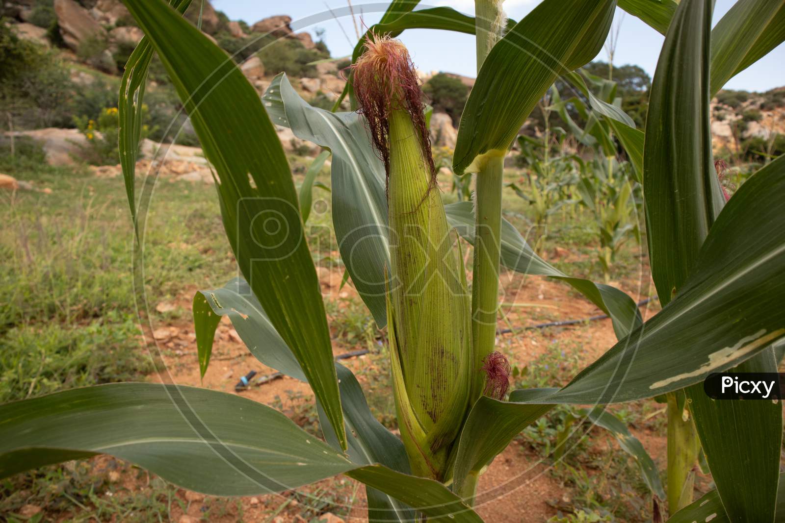 Close up shot of a Maize plant