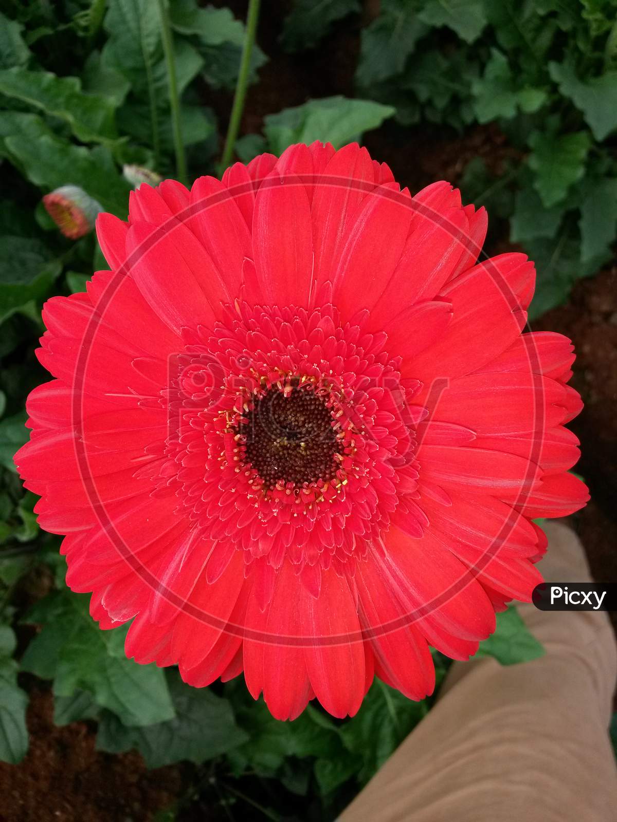 Red Gerbera Flower With Black Core