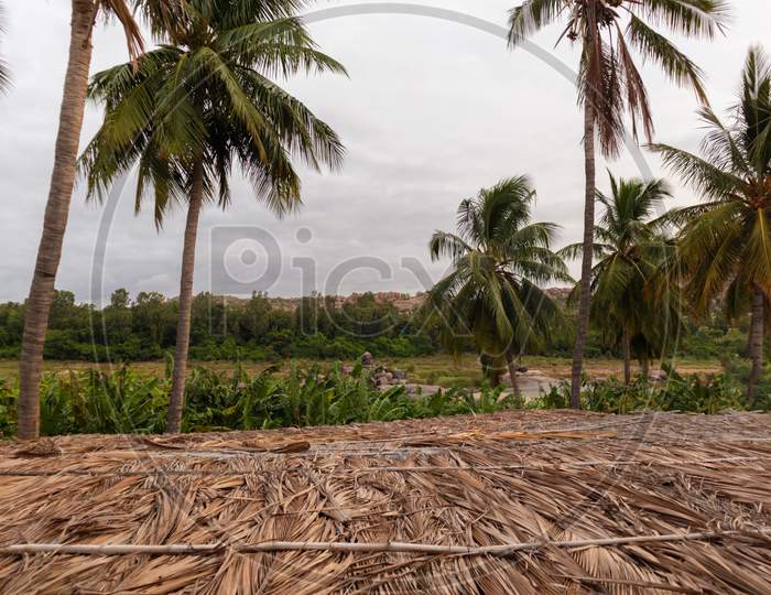 Straw Hut Top With Coconut Trees Near River At Hampi, India
