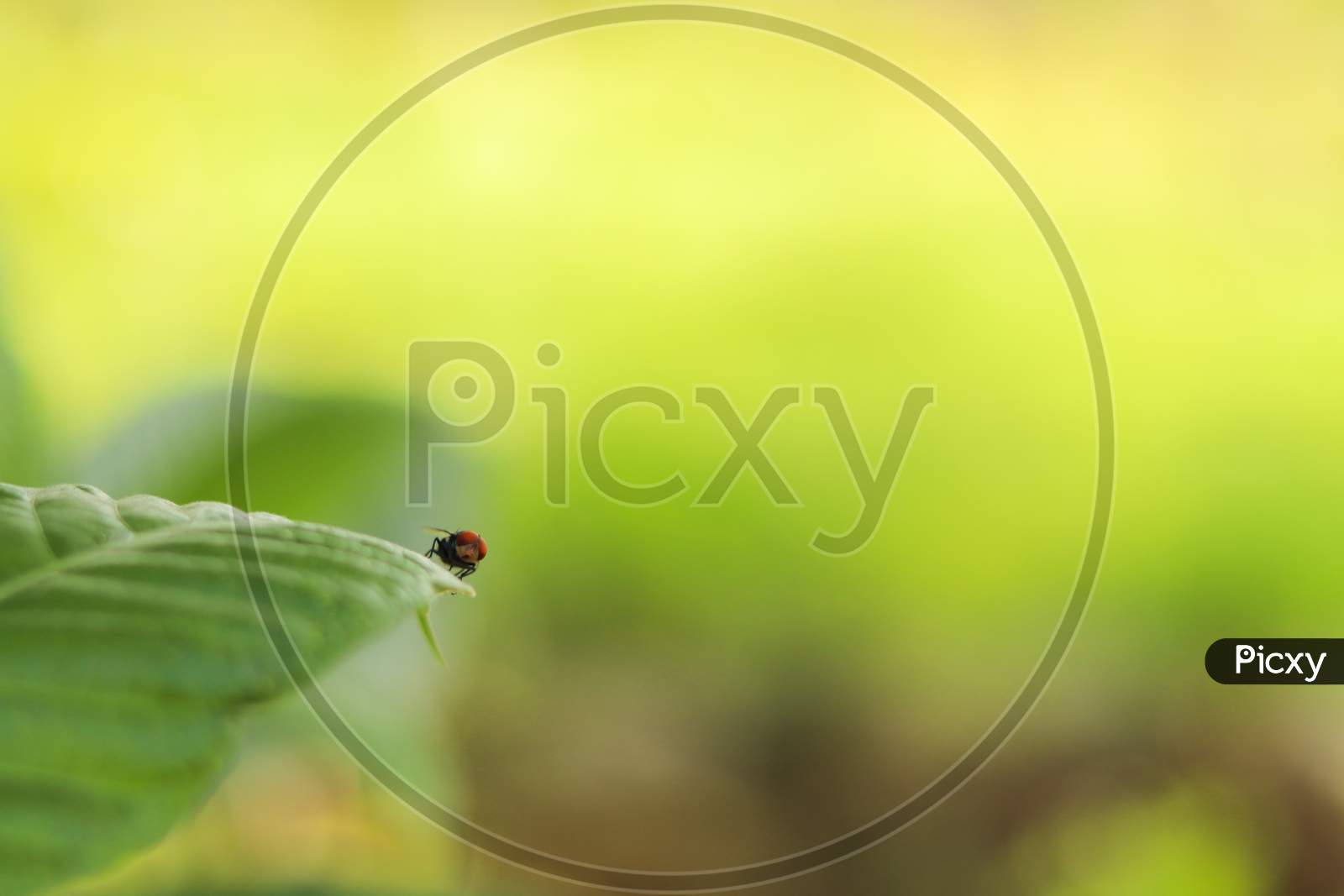 Close up shot of Housefly on a Leaf