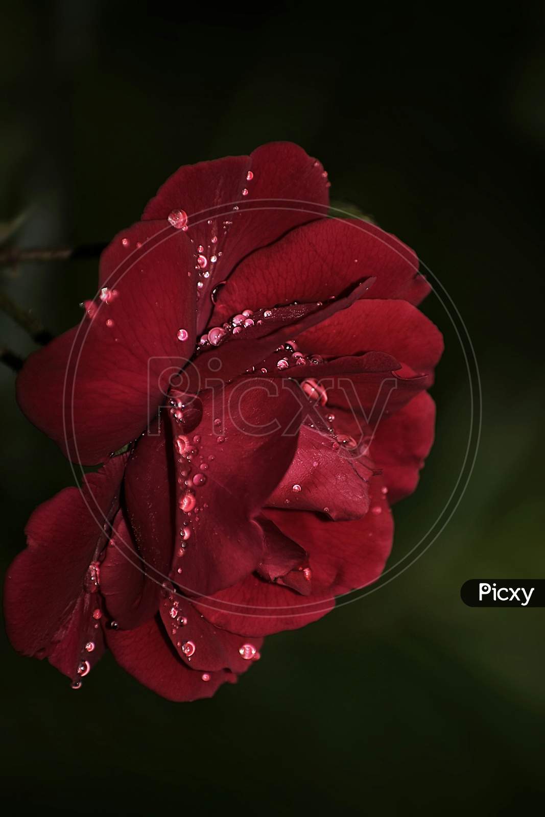 A Beautiful Closeup Photograph Of A Red Rose With Rain Drops.
